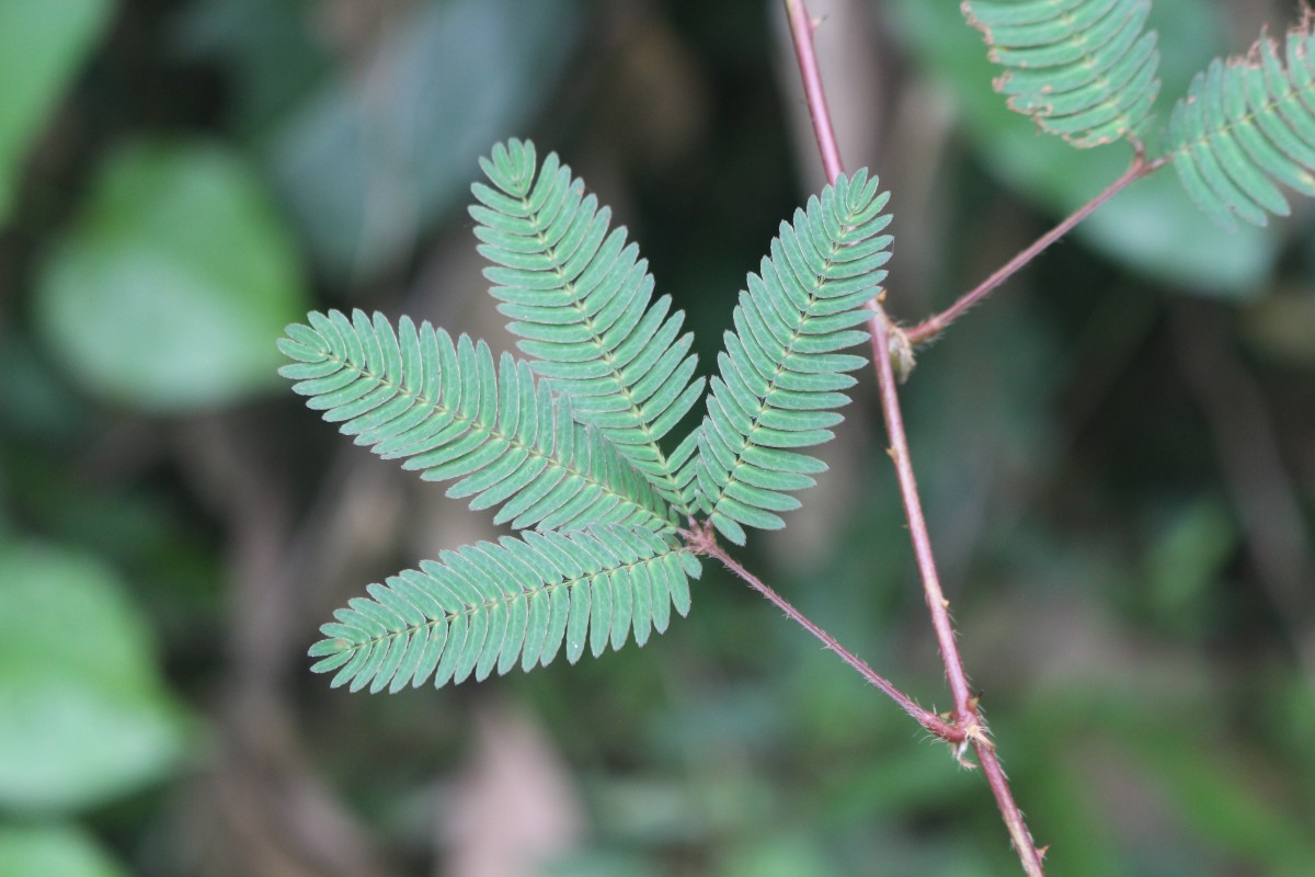 Mimosa pudica L.